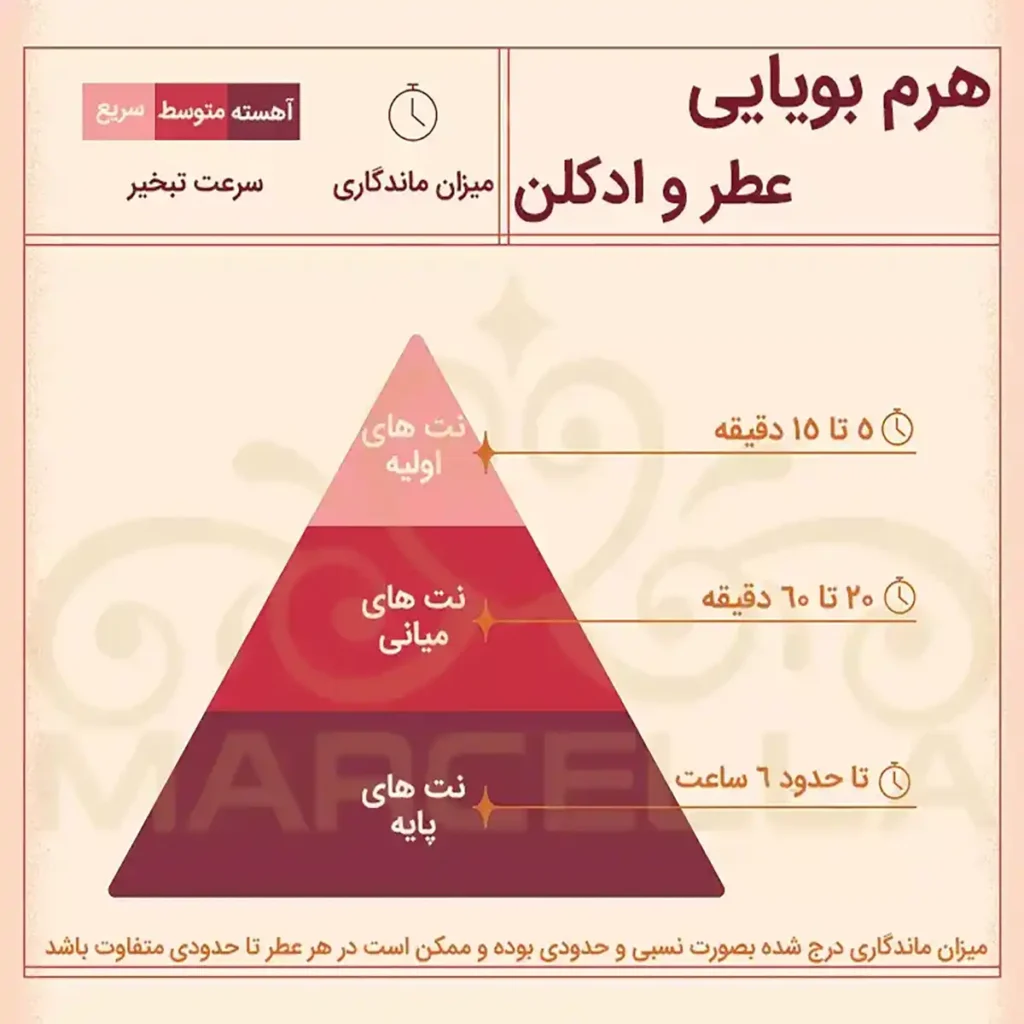 هرم بویایی